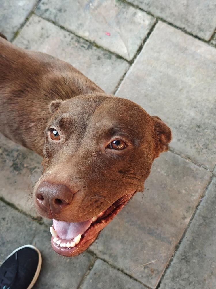 Enlarge DeFazios / Corona, a Adoptable mixed breed in Broomfield, CO image 2/6