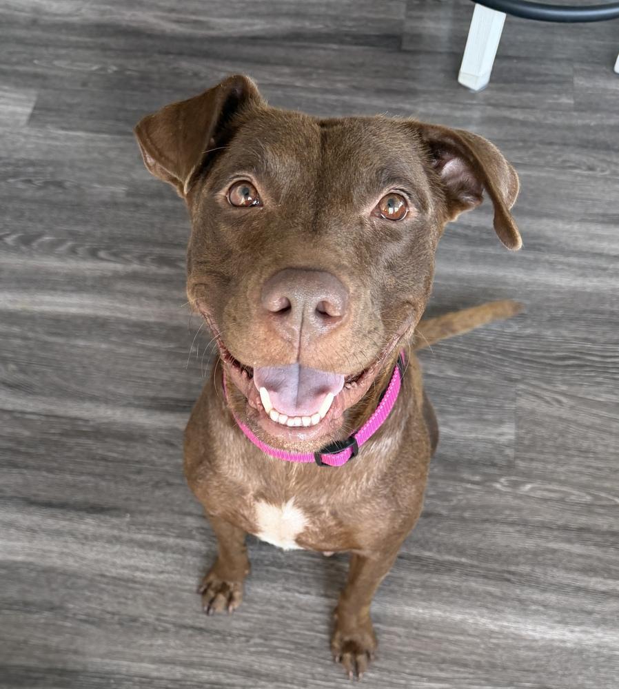 DeFazios / Corona, a Adoptable mixed breed in Broomfield, CO image 5/5