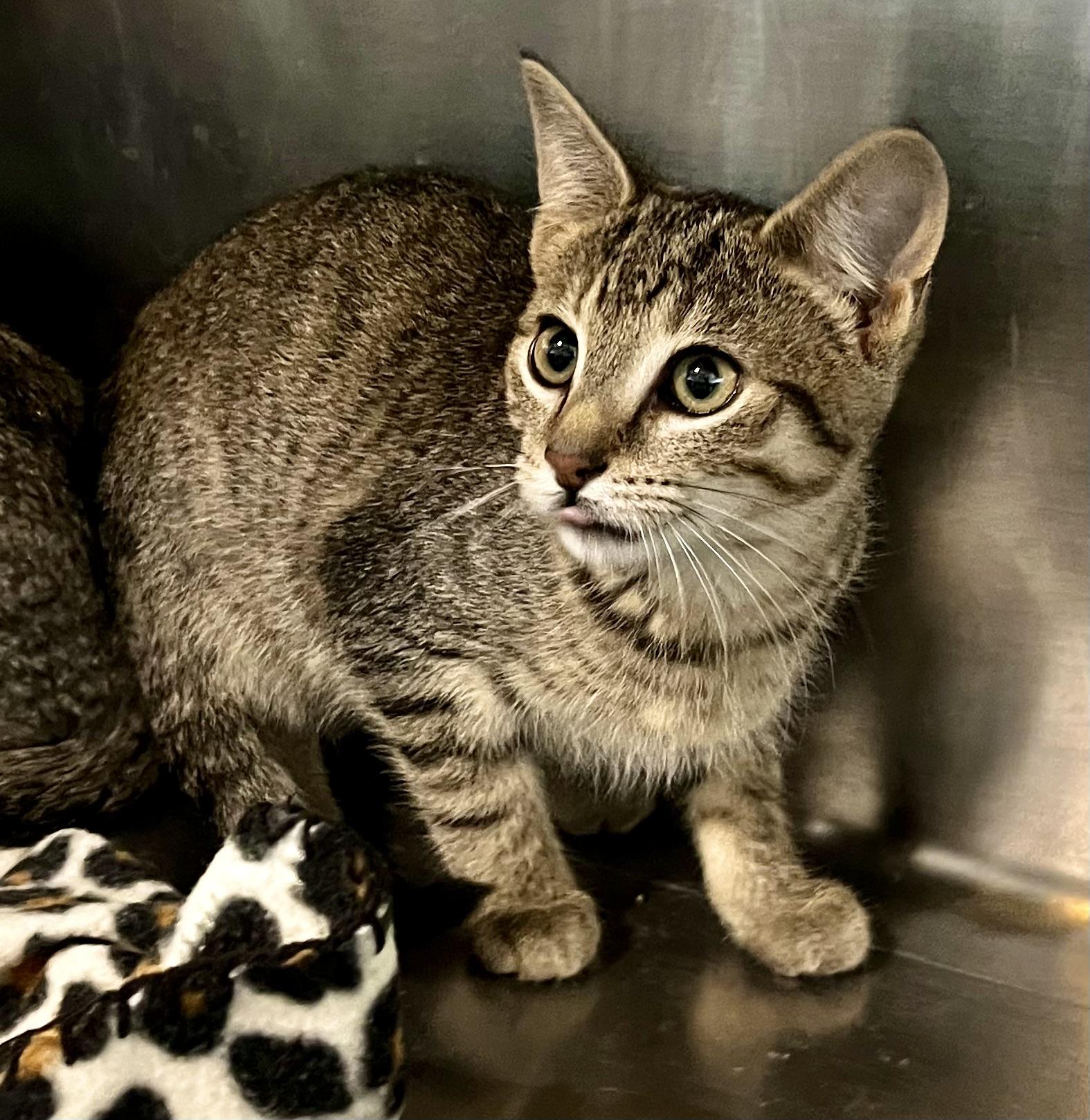 Walleye, an adoptable Domestic Short Hair in Seville, OH_image-1