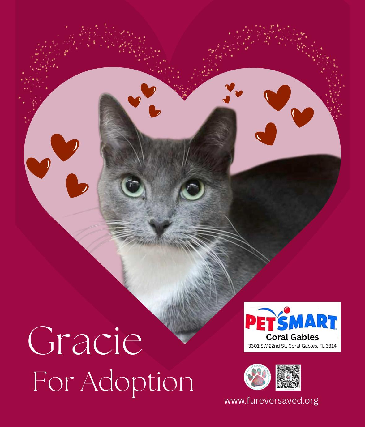 Enlarge Gracie, a ADOPTABLE Domestic Short Hair in Miami, FL image 1/2