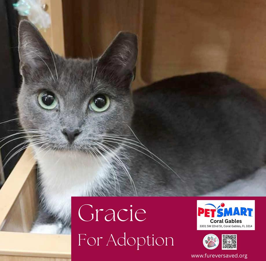 Enlarge Gracie, a ADOPTABLE Domestic Short Hair in Miami, FL image 2/2