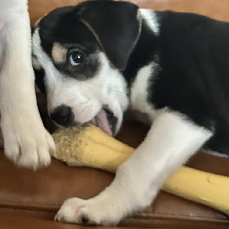 Enlarge Willy, a Adoptable mixed breed in Leroy, NY image 4/6