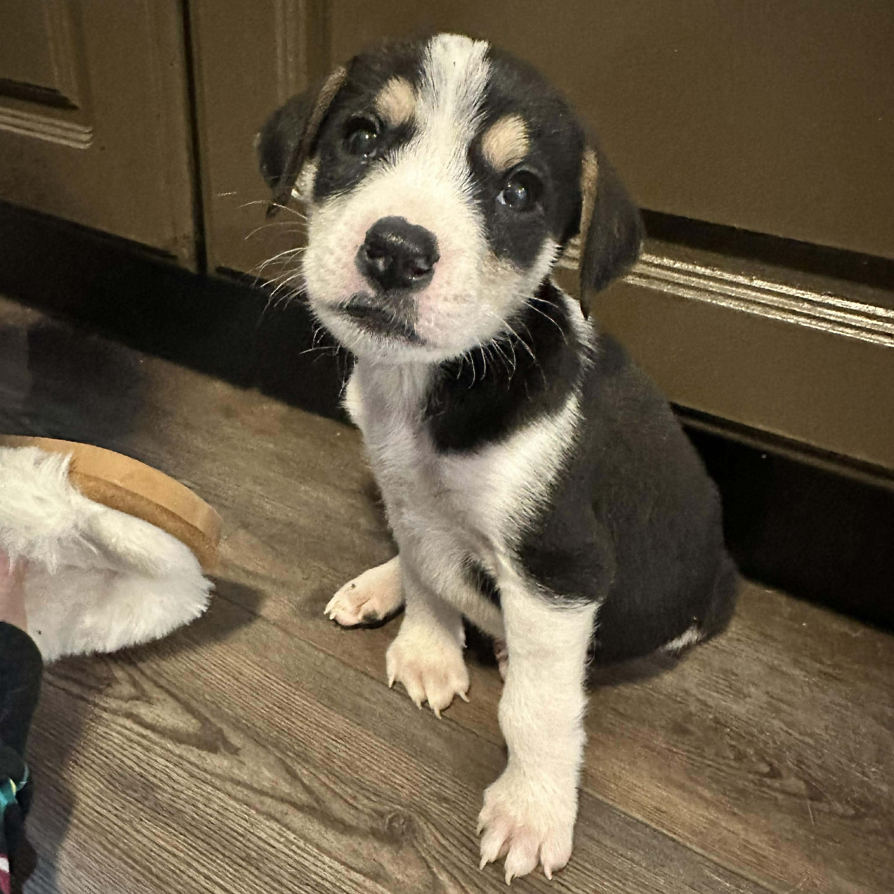 Enlarge Willy, a Adoptable mixed breed in Leroy, NY image 2/6