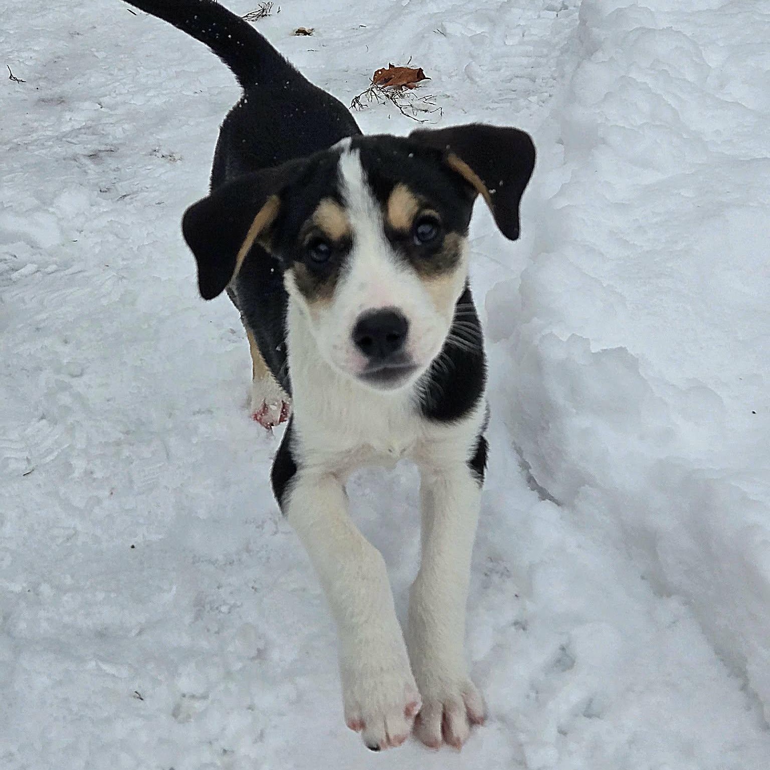 Enlarge Willy, a Adoptable mixed breed in Brockport, NY image 2/6