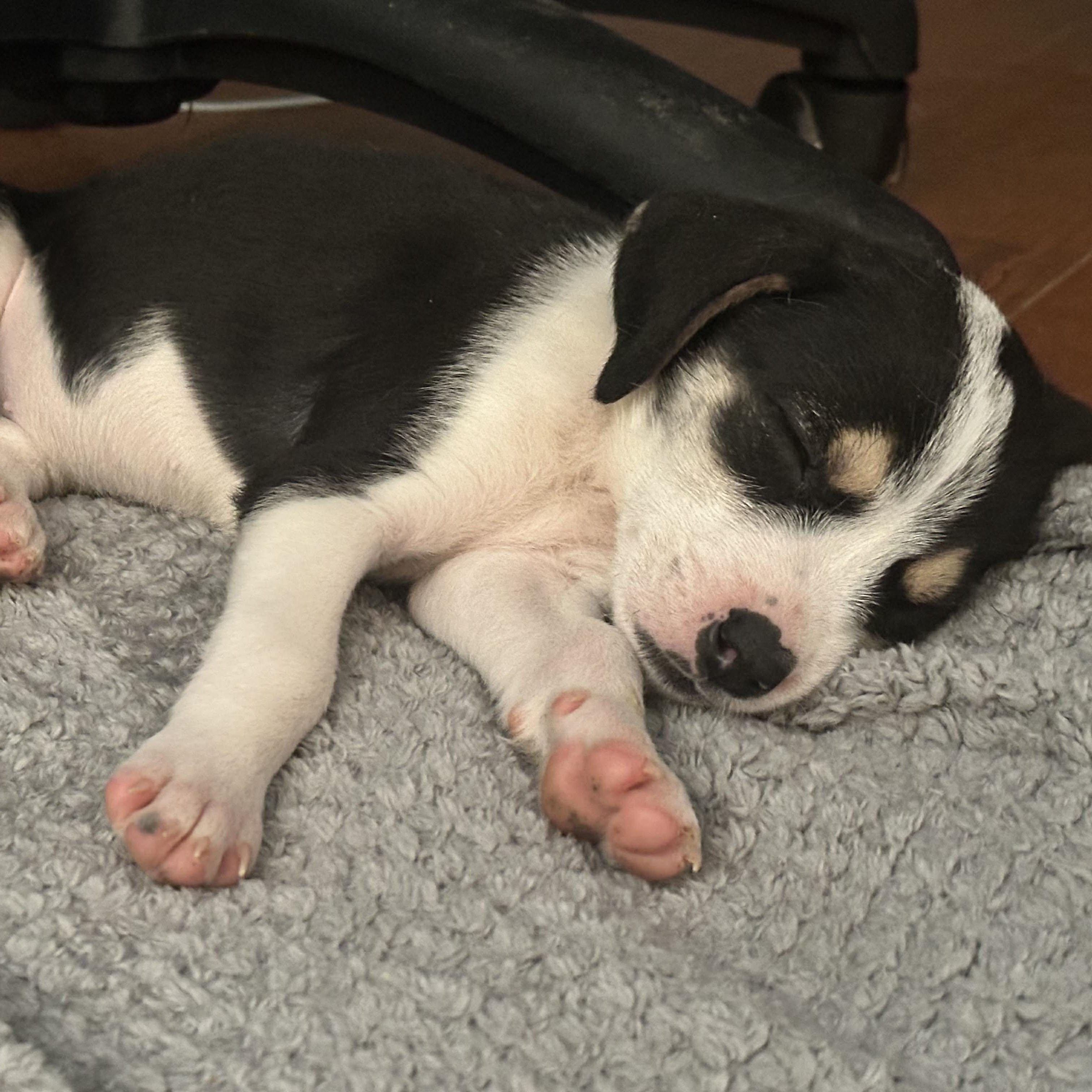 Enlarge Willy, a Adoptable mixed breed in Leroy, NY image 6/6