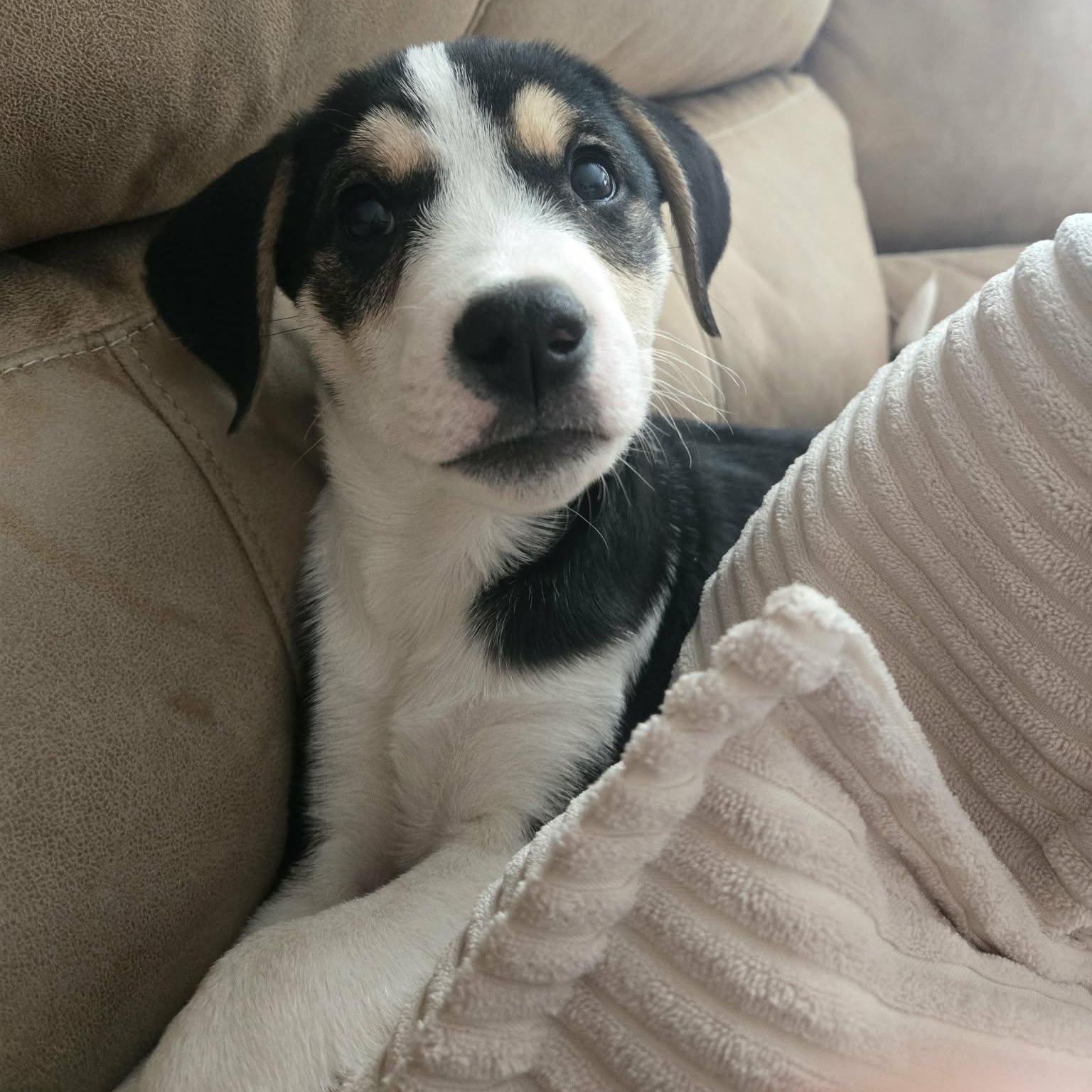 Enlarge Willy, a Adoptable mixed breed in Brockport, NY image 5/6