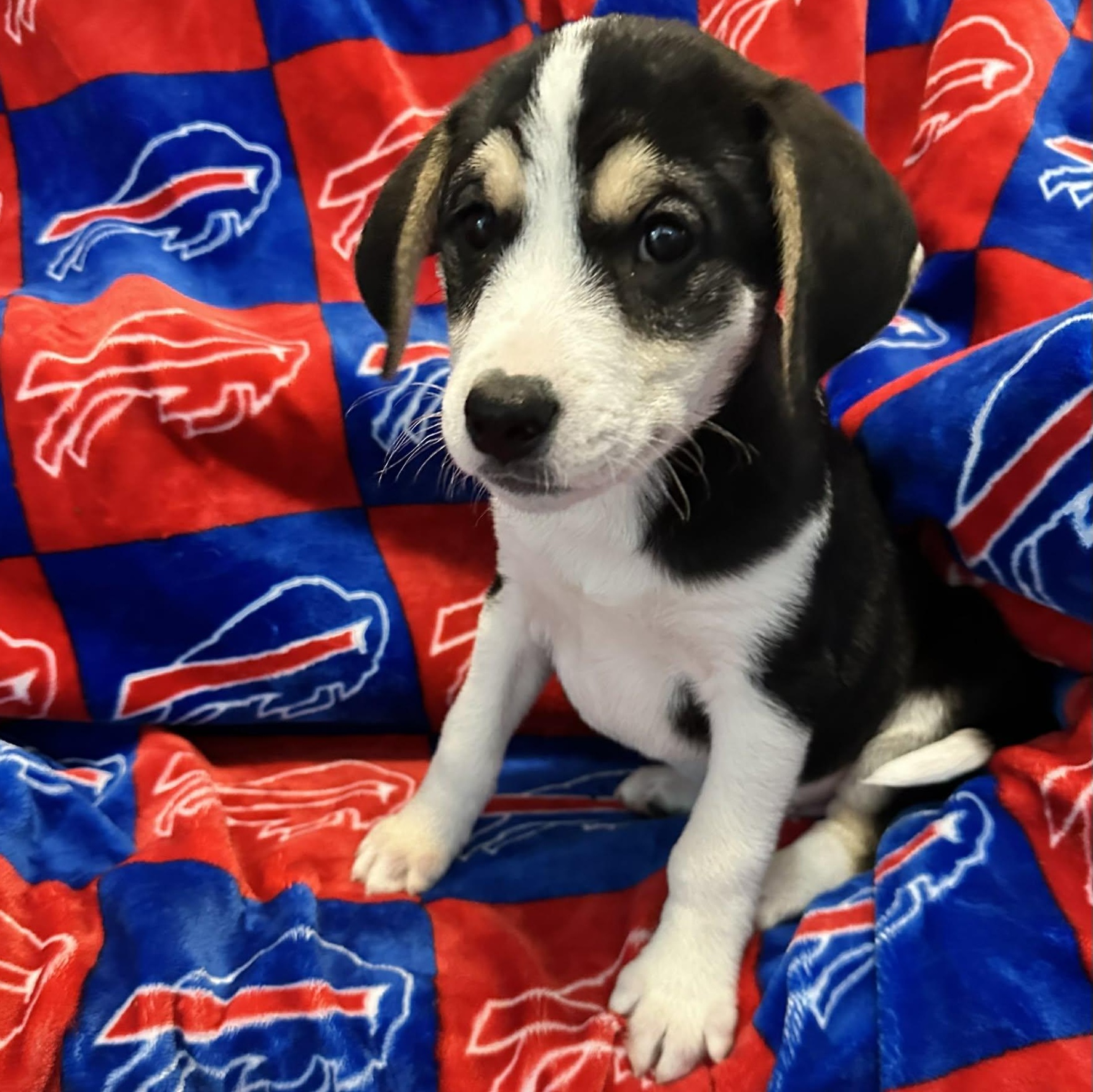 Willy, Adoptable, Young Male Mixed Breed & Beagle.