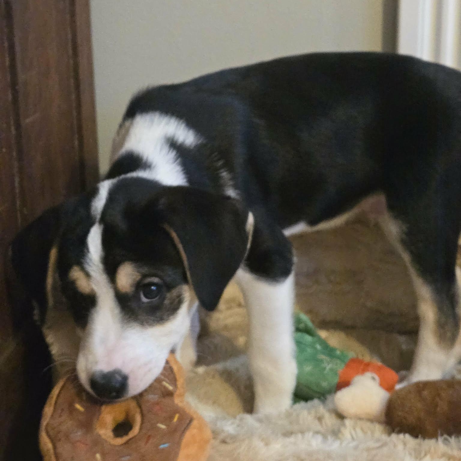 Enlarge Willy, a Adoptable mixed breed in Brockport, NY image 6/6