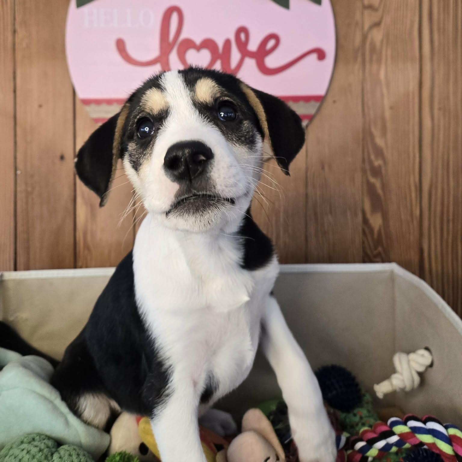 Enlarge Willy, a Adoptable mixed breed in Brockport, NY image 4/6