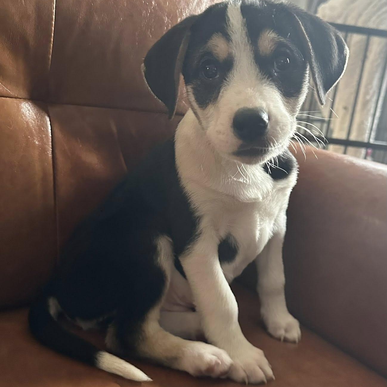 Willy, Adoptable, Young Male Mixed Breed & Beagle.