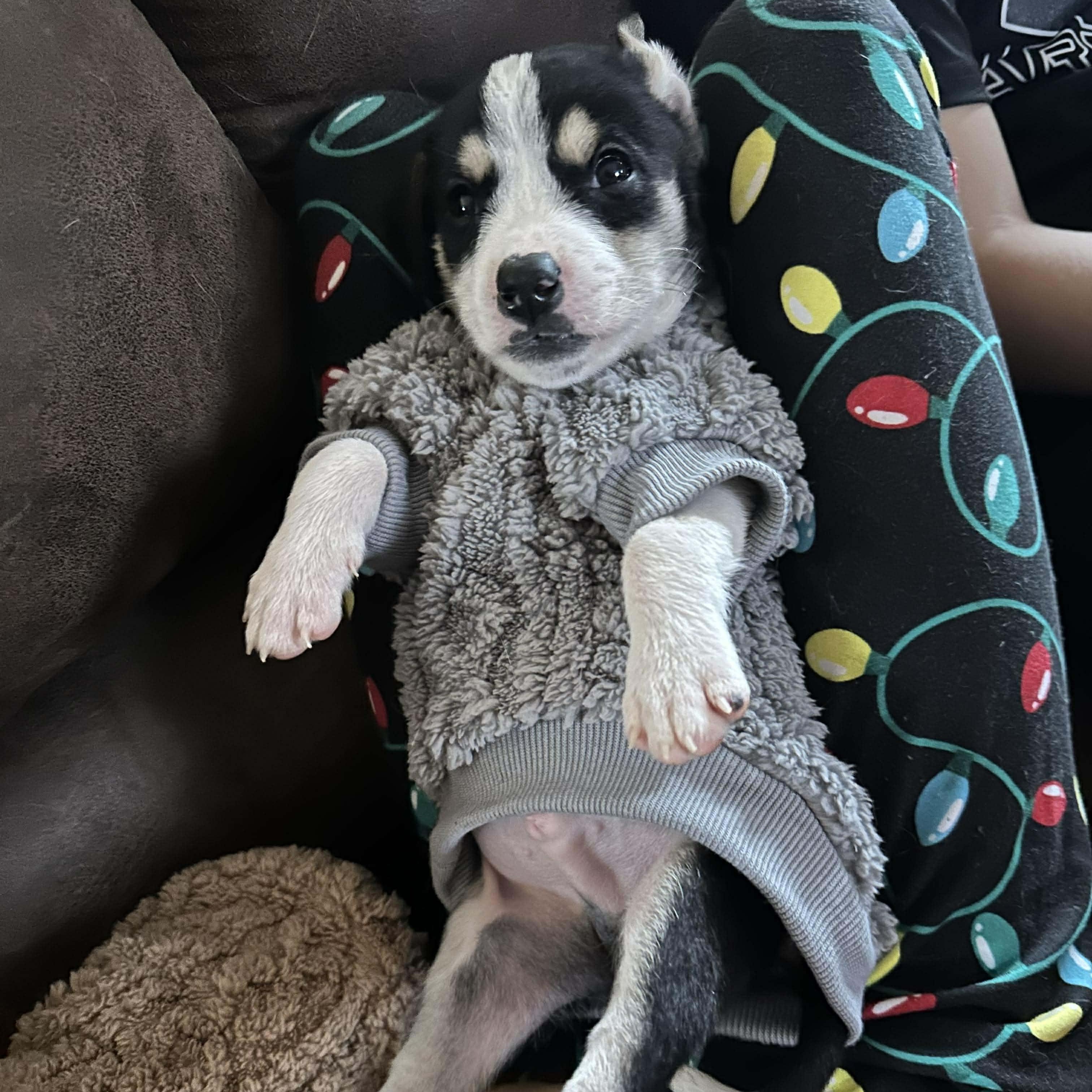 Enlarge Willy, a Adoptable mixed breed in Leroy, NY image 5/6