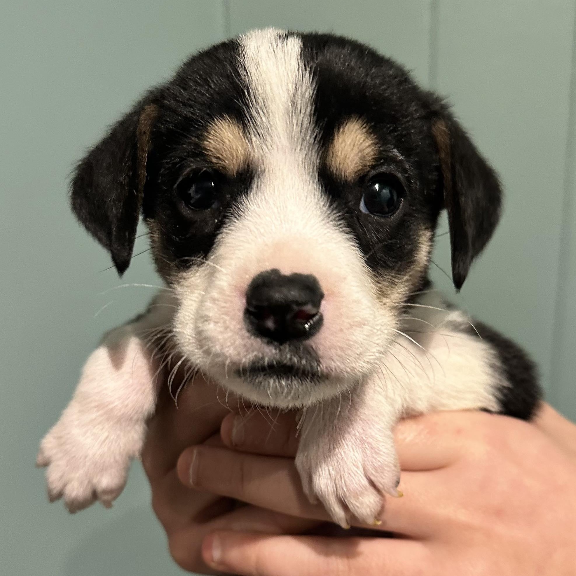 Enlarge Willy, a Adoptable mixed breed in Leroy, NY image 3/6