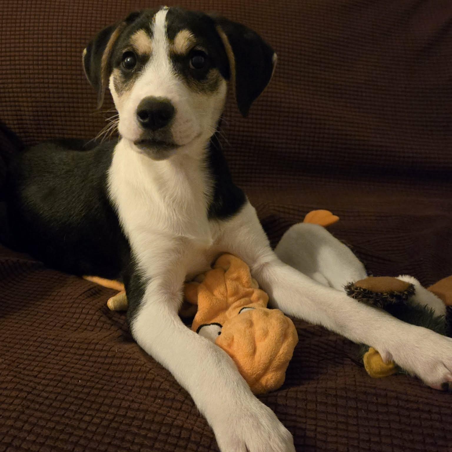 Willy, Adoptable, Young Male Mixed Breed & Beagle.