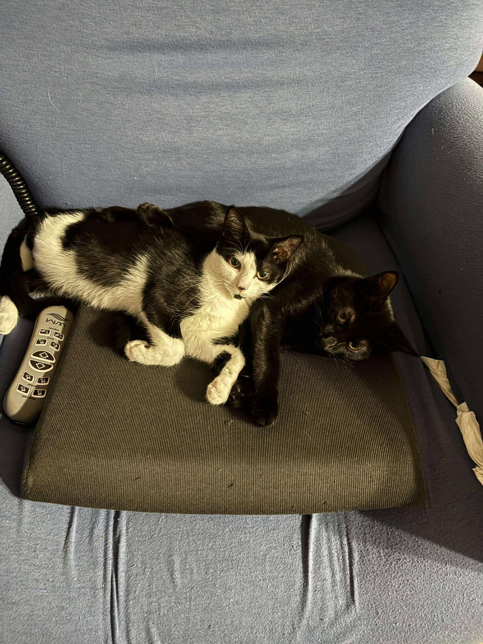 Parsley, Adoptable, Kitten Female Domestic Medium Hair.