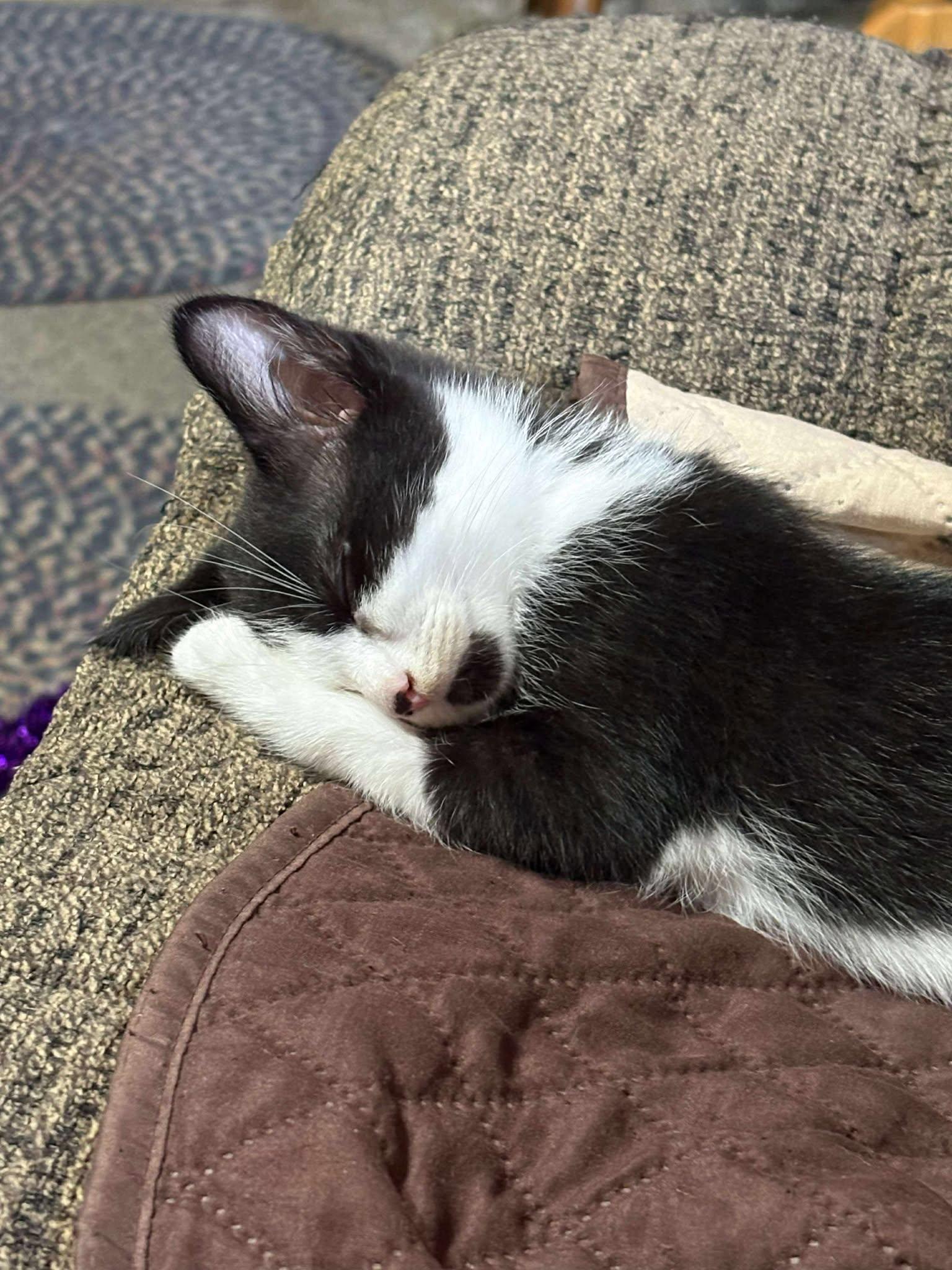 Parsley, a Adoptable Domestic Medium Hair in Norwich, CT image 2/6