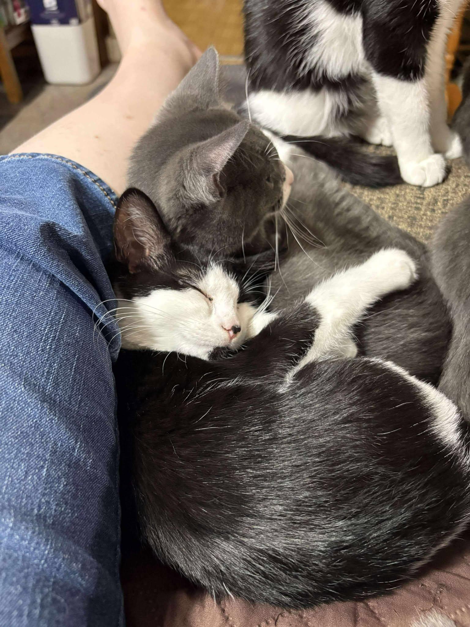 Parsley, a Adoptable Domestic Medium Hair in Norwich, CT image 3/6