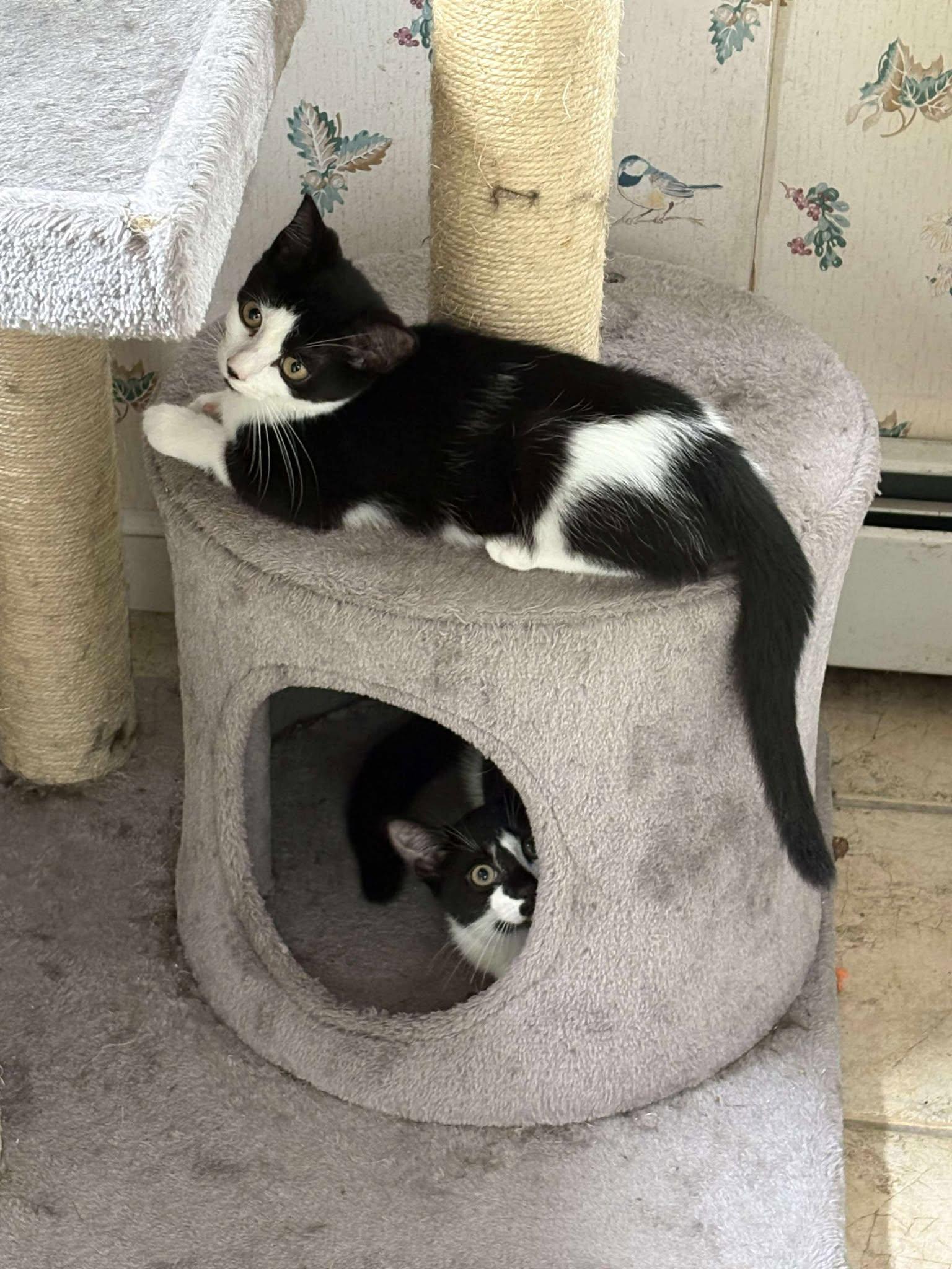 Parsley, a Adoptable Domestic Medium Hair in Norwich, CT image 4/6