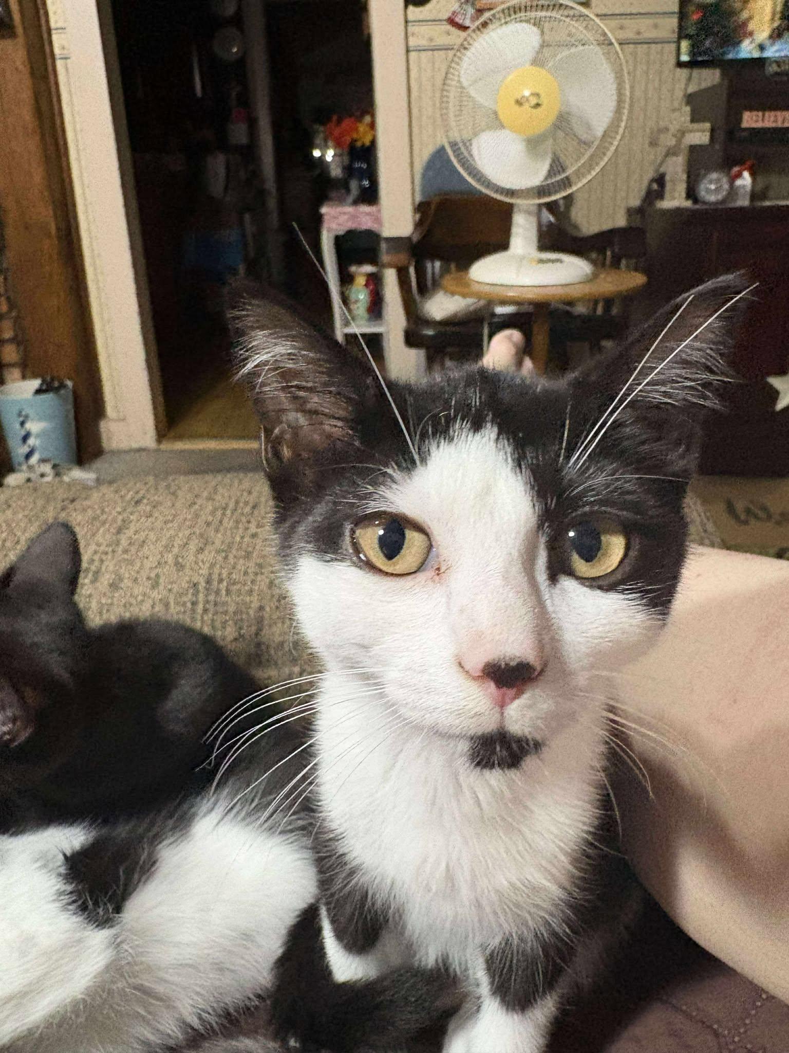 Parsley, a Adoptable Domestic Medium Hair in Norwich, CT image 5/6