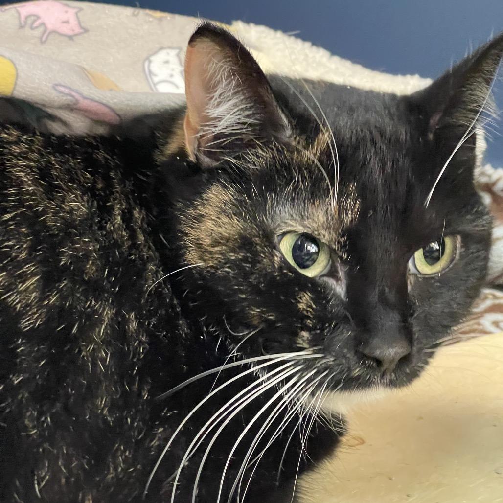 Callie, Adoptable, Adult Female American Shorthair.