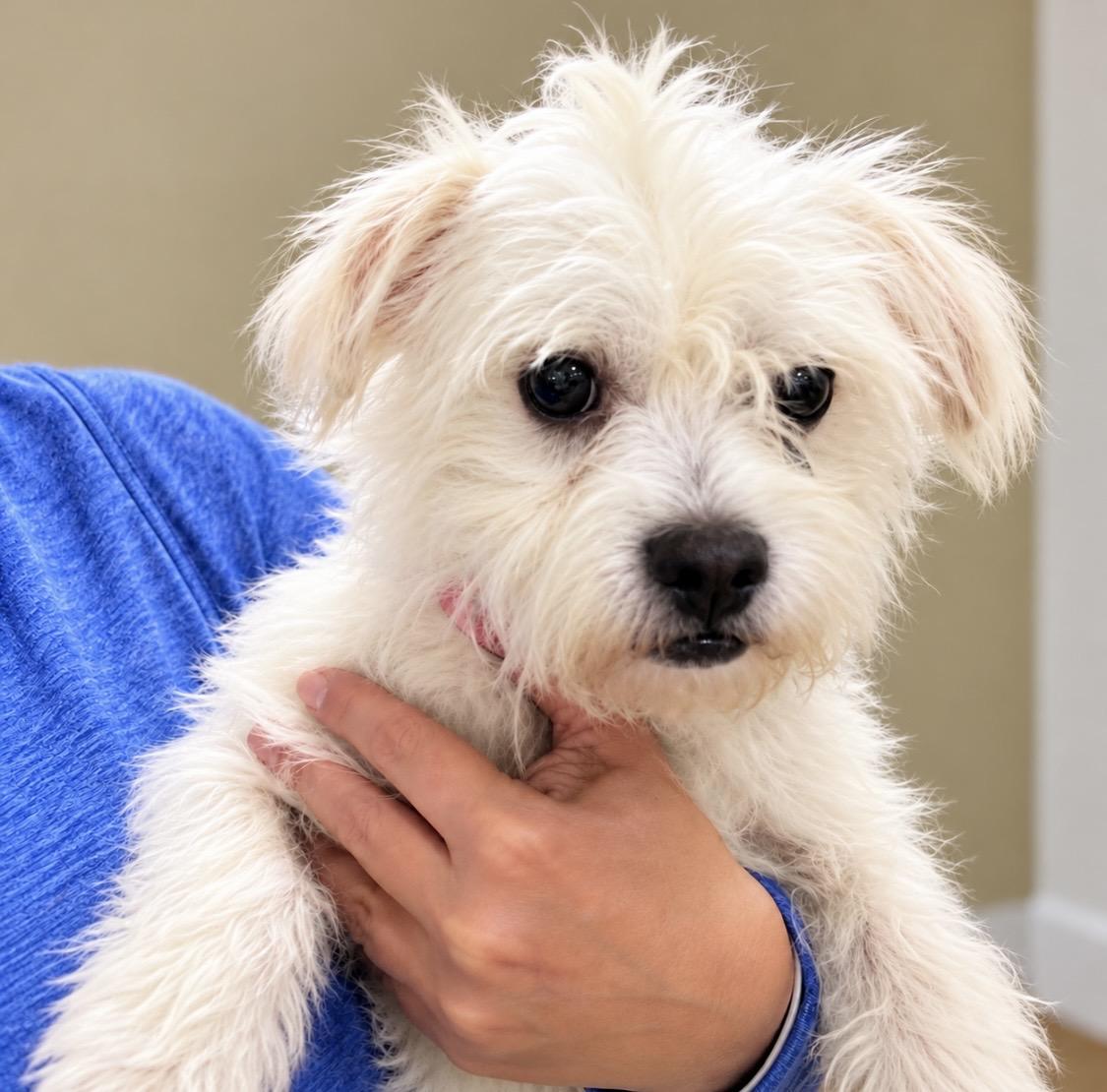 Enlarge Yeti 13 Pounds of Fluff, a Little Napoleon Complex, and a Big Heart Worth Winning, a Adoptable mixed breed in Winchester, VA image 2/5