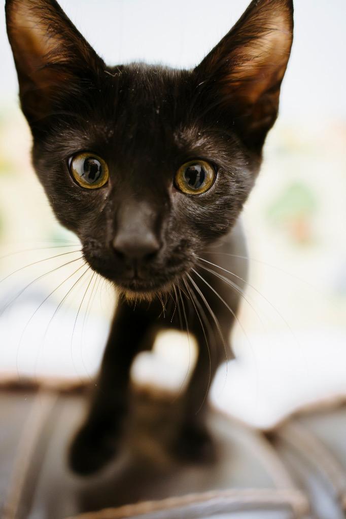 Enlarge Julius, a Adoptable mixed breed in Newberg, OR image 1/3
