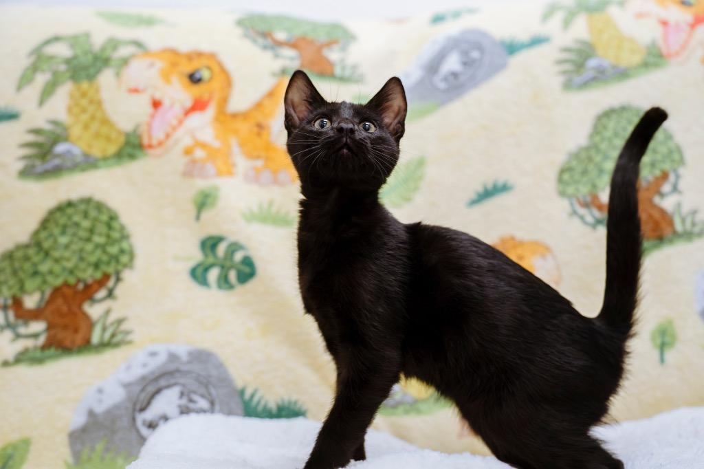 Enlarge Julius, a Adoptable mixed breed in Newberg, OR image 3/3