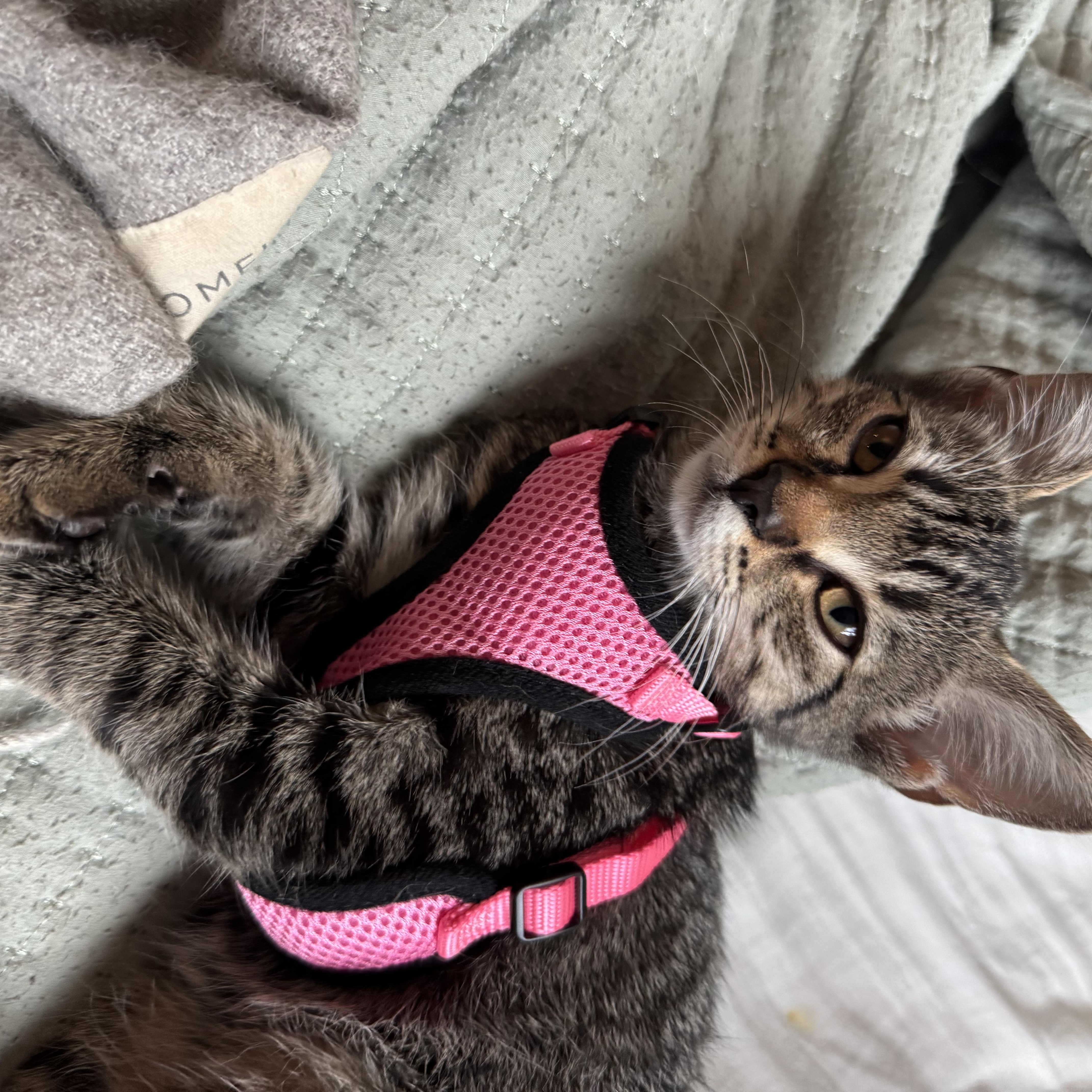 Folsie, a Adoptable Domestic Short Hair in Fort Myers, FL image 3/4