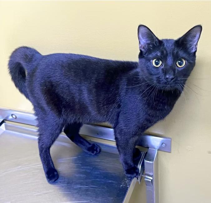 Ketchup, Adoptable, Adult Male Domestic Short Hair.