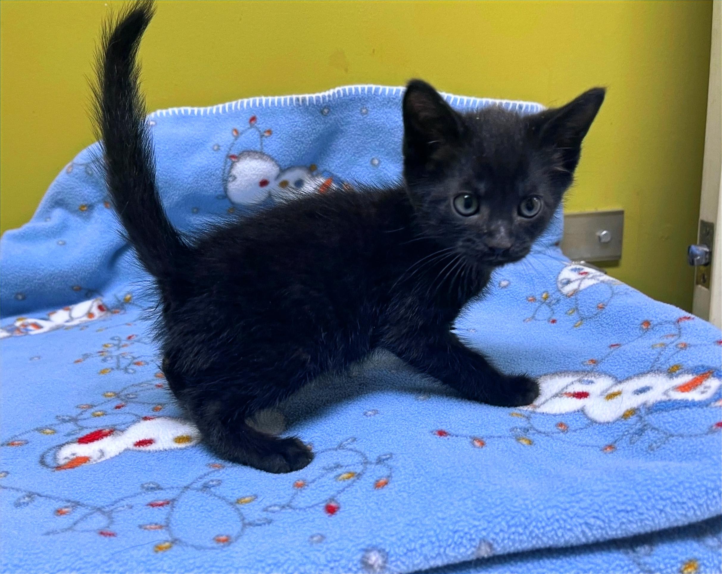 Ketchup, a Adoptable Domestic Short Hair in Columbia, KY image 4/4