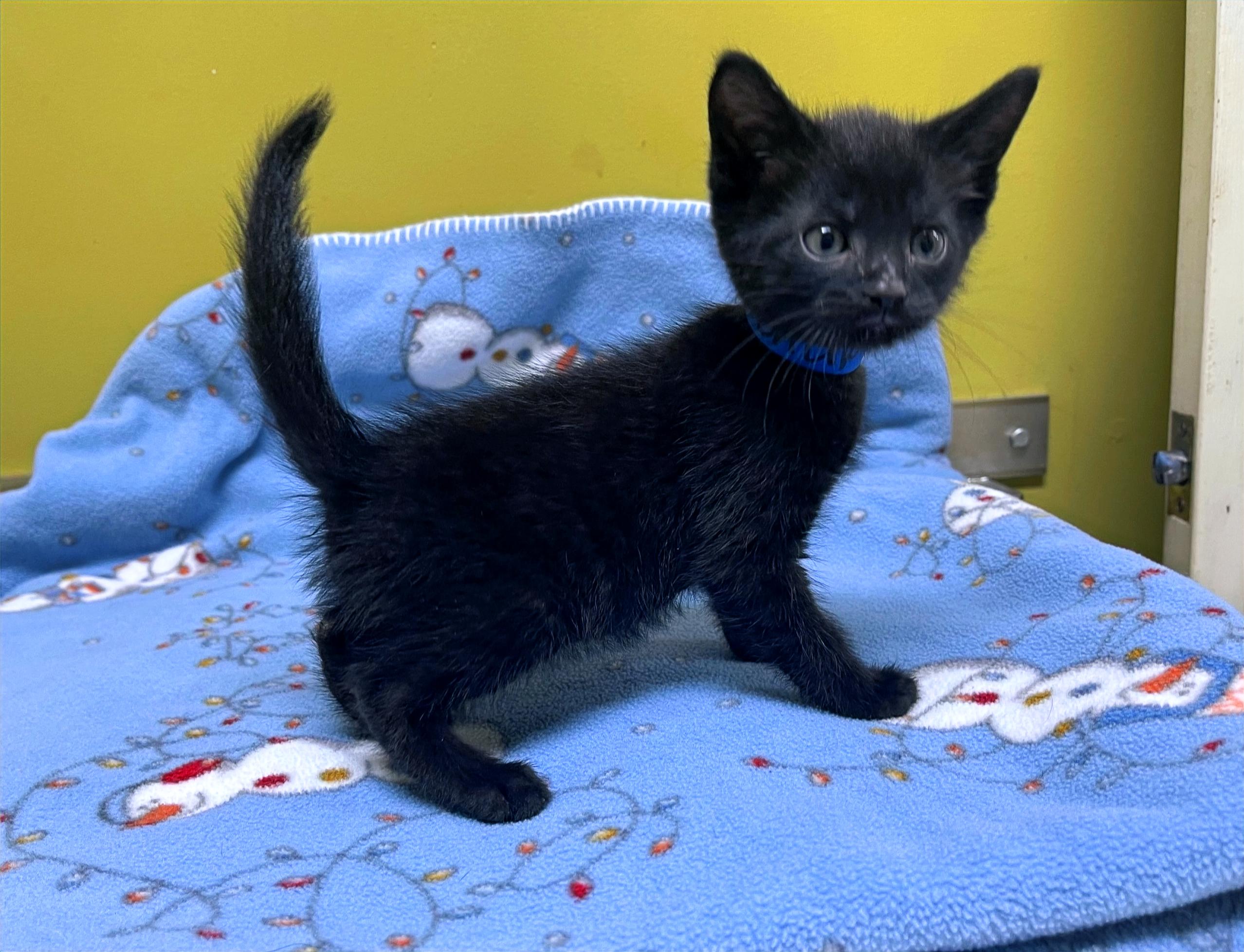 Ketchup, Young Male Domestic Short Hair