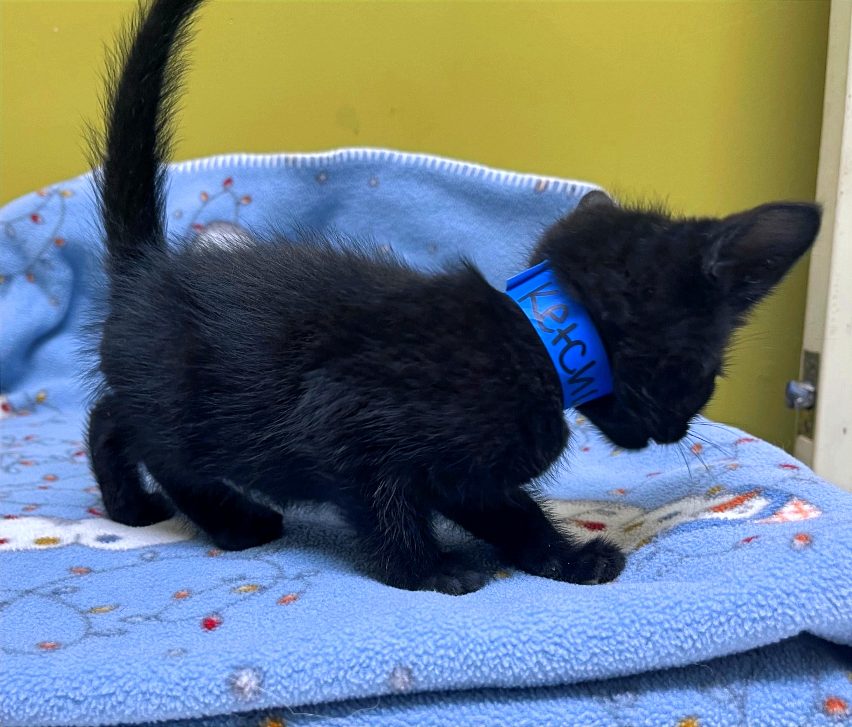 Ketchup, a Adoptable Domestic Short Hair in Columbia, KY image 3/4