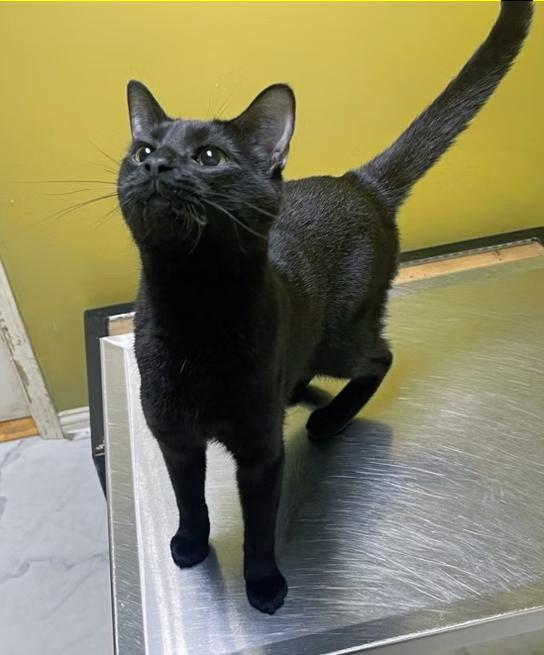 Enlarge Ketchup, a Adoptable Domestic Short Hair in Columbia, KY image 3/3