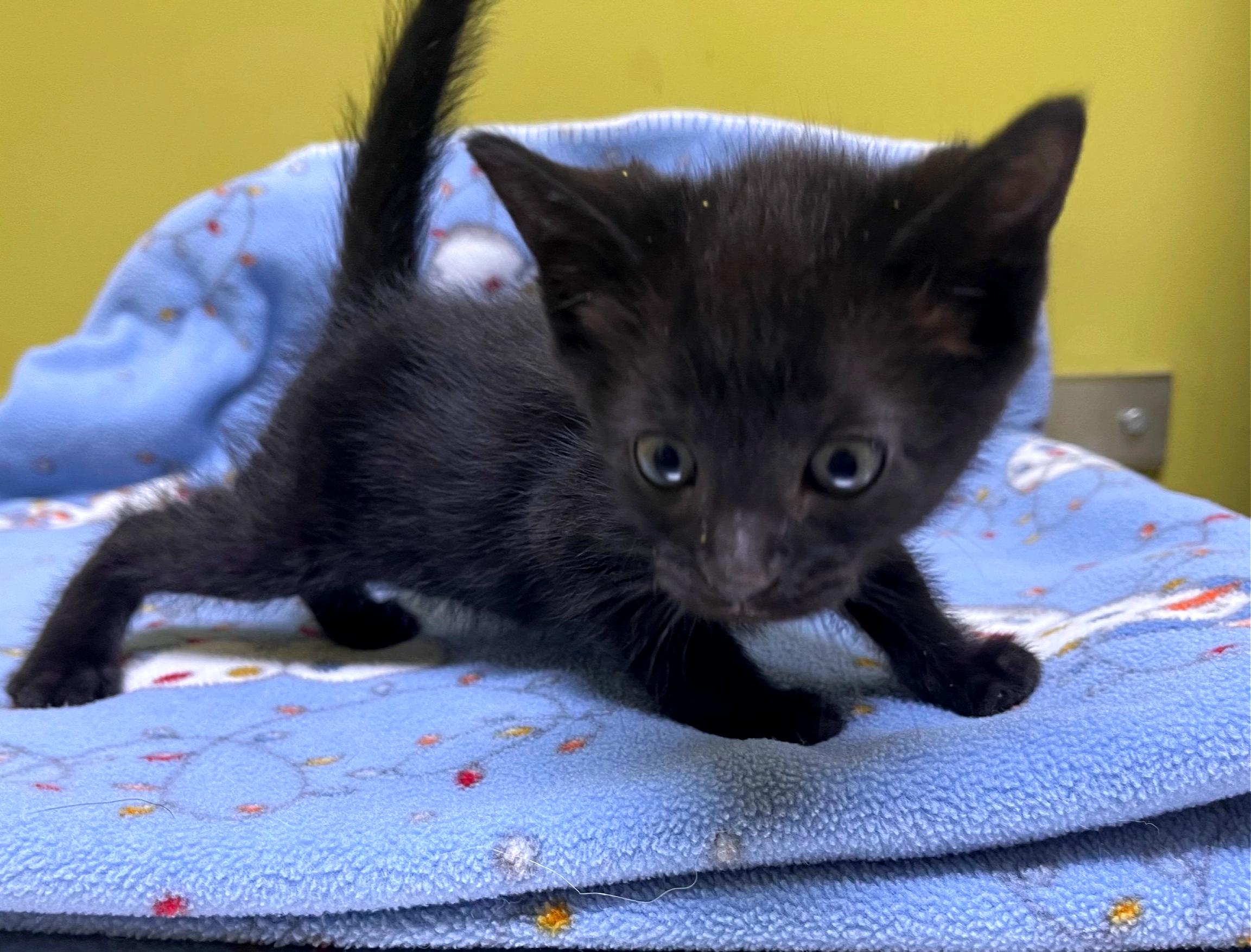 Ketchup, a Adoptable Domestic Short Hair in Columbia, KY image 2/4