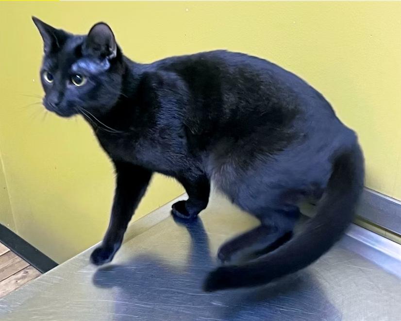 Enlarge Ketchup, a Adoptable Domestic Short Hair in Columbia, KY image 2/3
