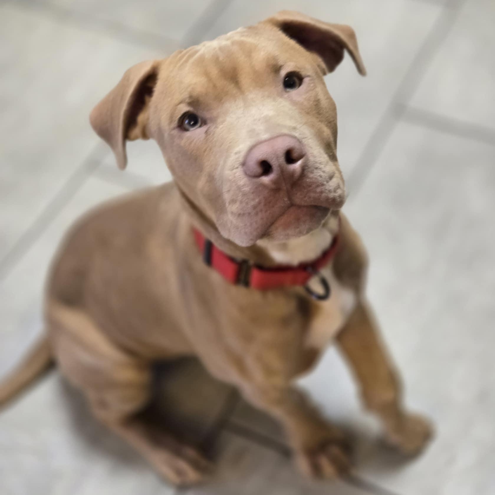 Miles, Young Male Pit Bull Terrier