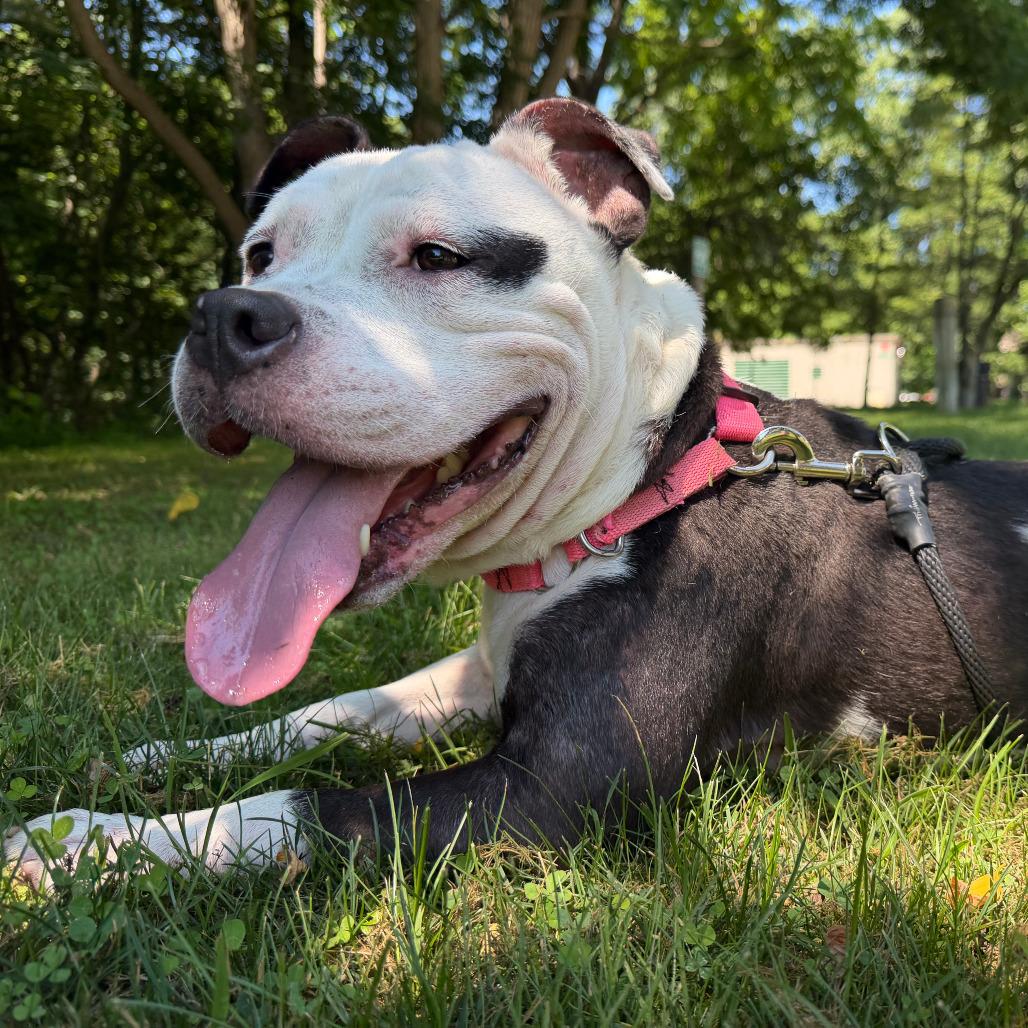 Mitzy, a Adoptable American Staffordshire Terrier in Grand Rapids, MI image 1/6