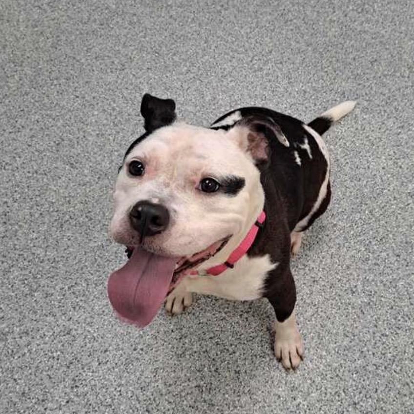 Mitzy, Adoptable, Adult Female American Staffordshire Terrier.