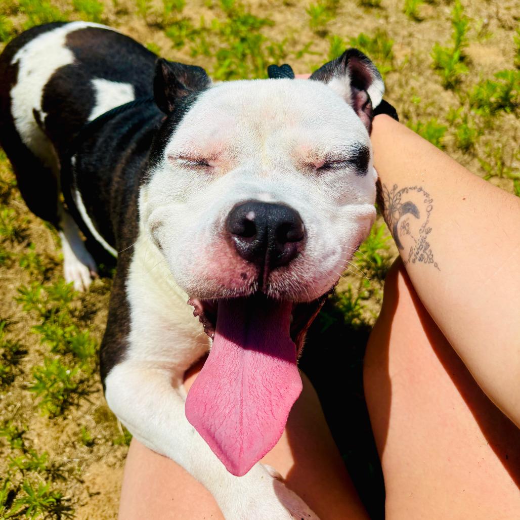 Mitzy, a Adoptable American Staffordshire Terrier in Grand Rapids, MI image 2/5