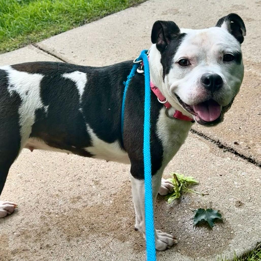 Mitzy, a Adoptable American Staffordshire Terrier in Grand Rapids, MI image 3/5