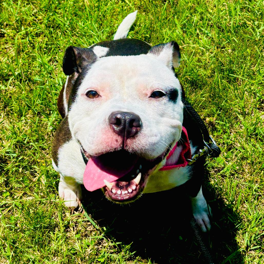 Mitzy, a Adoptable American Staffordshire Terrier in Grand Rapids, MI image 4/5