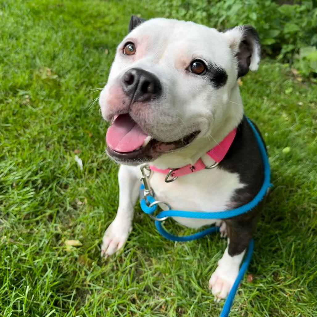 Mitzy, a Adoptable American Staffordshire Terrier in Grand Rapids, MI image 5/5