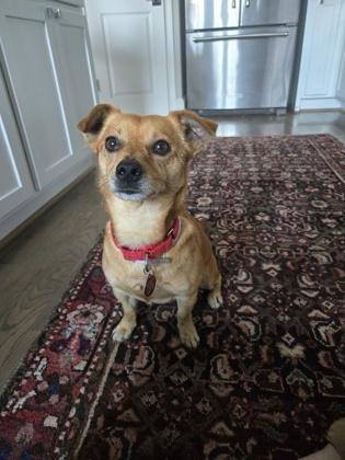 Deebo, ADOPTABLE, Adult Male Chihuahua.