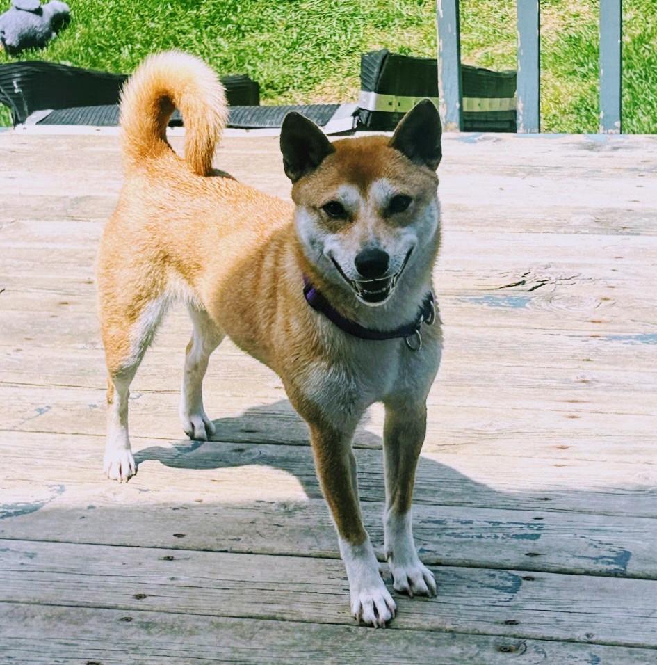 Enlarge Pixie, a Adoptable Shiba Inu in Sussex, WI image 3/6