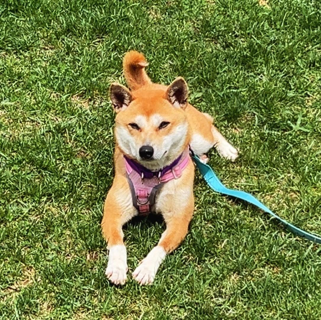 Enlarge Pixie, a Adoptable Shiba Inu in Sussex, WI image 6/6