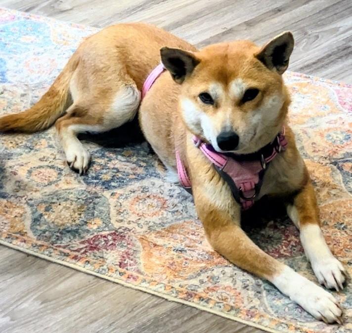Enlarge Pixie, a Adoptable Shiba Inu in Sussex, WI image 2/6