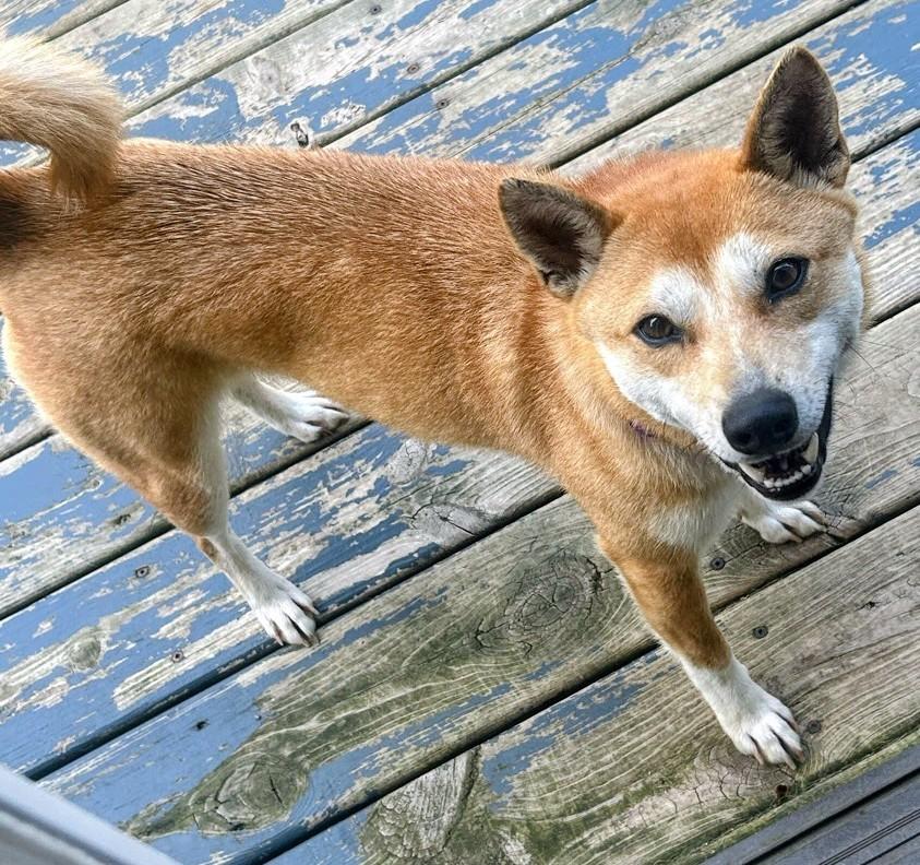 Pixie, Adoptable, Young Female Shiba Inu.