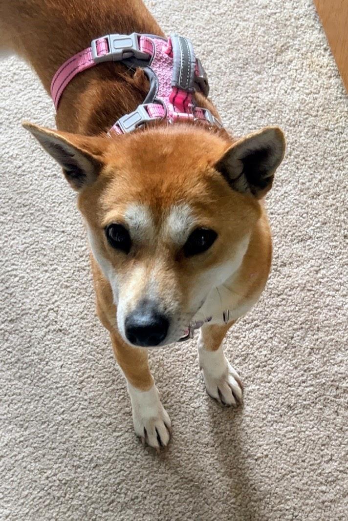 Enlarge Pixie, a Adoptable Shiba Inu in Sussex, WI image 4/6