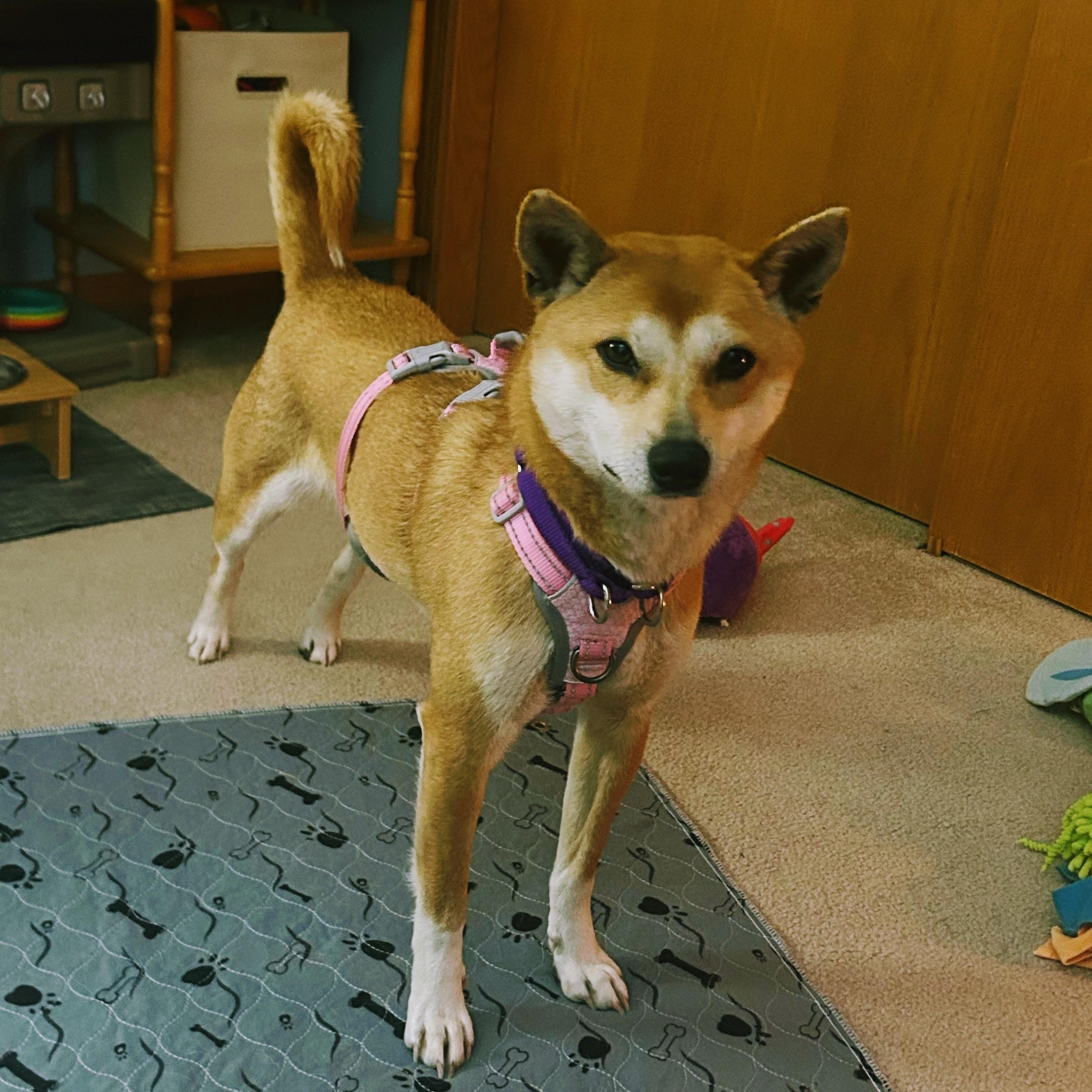 Enlarge Pixie, a Adoptable Shiba Inu in Sussex, WI image 5/6