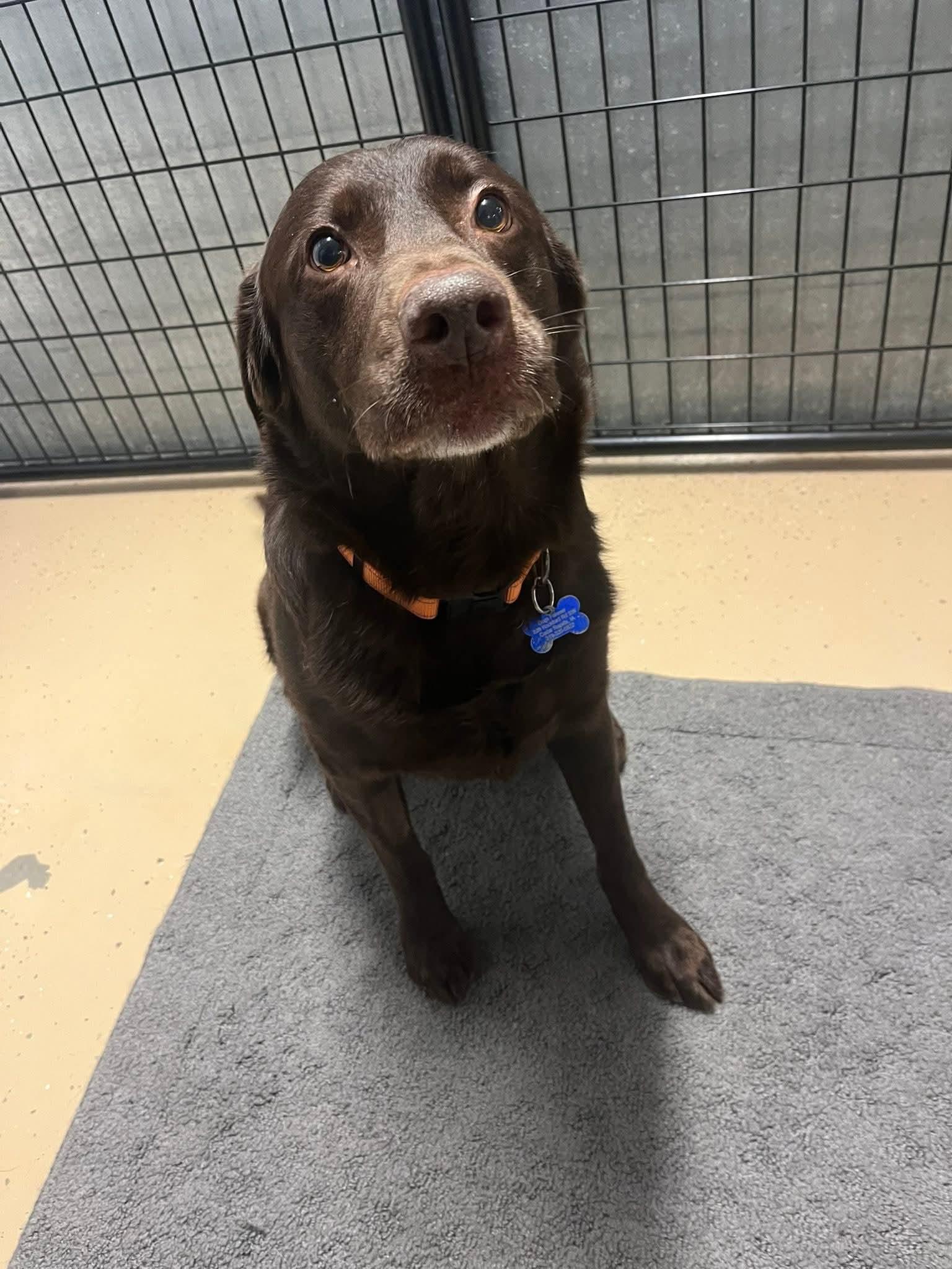 Enlarge Bobby, an adopted Labrador Retriever in Cedar Rapids, IA image 4/6