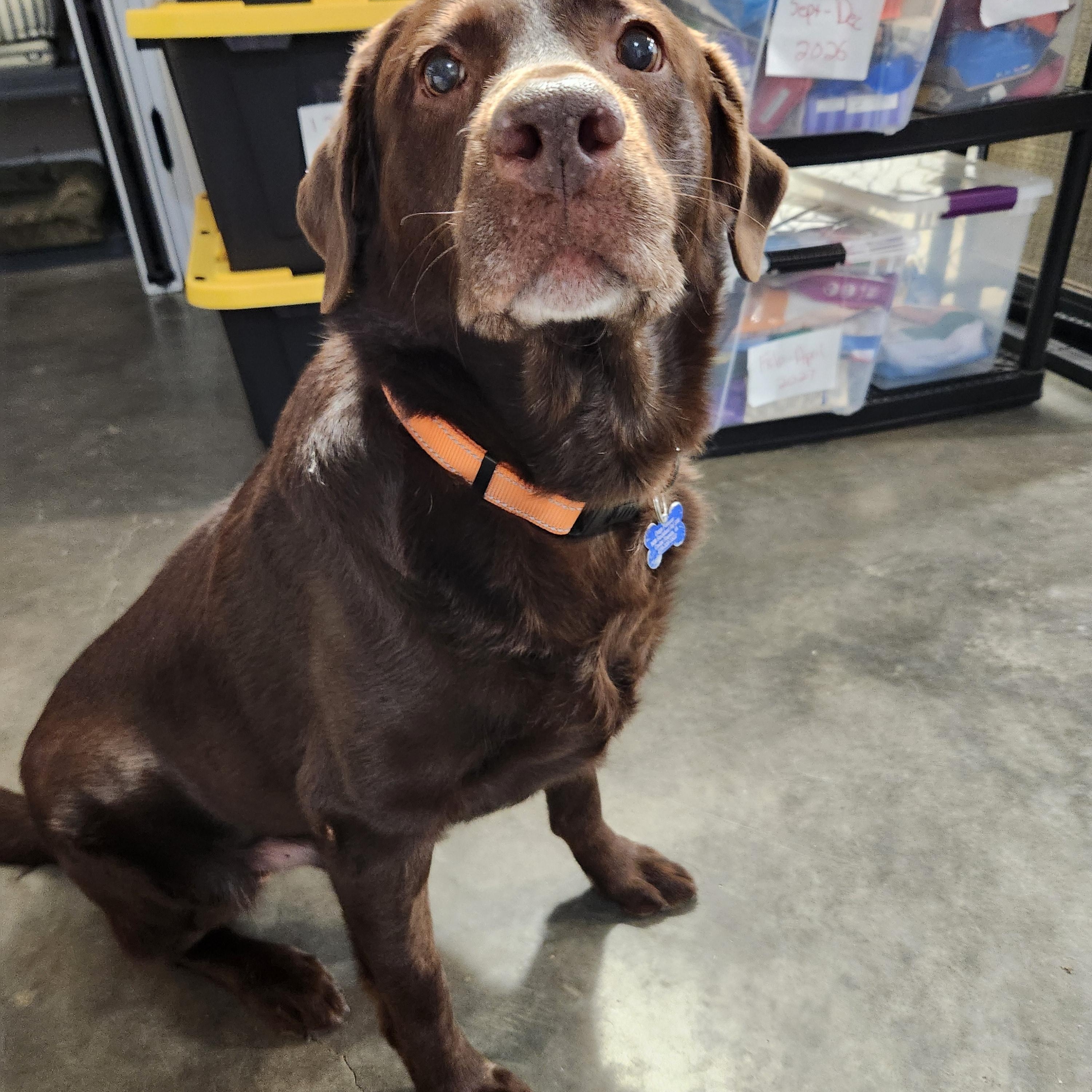 Enlarge Bobby, an adopted Labrador Retriever in Cedar Rapids, IA image 3/6